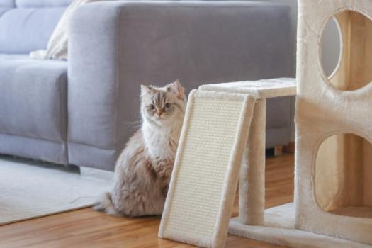 Katzenkratzbaum beige Kerbl Alessia - Katzenbaum [100cm] auch für Kitten geeignet, mit Kratzbrett und Katzenhöhle zweistöckig